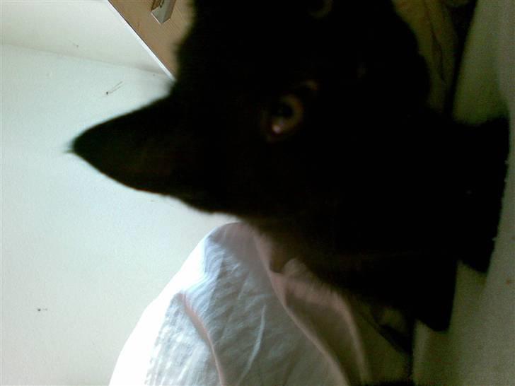 Blanding af racer Gizmo billede 7