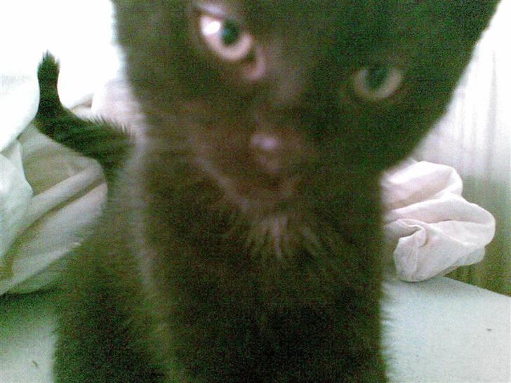 Blanding af racer Gizmo - hehe.. lige sovet ??? billede 8