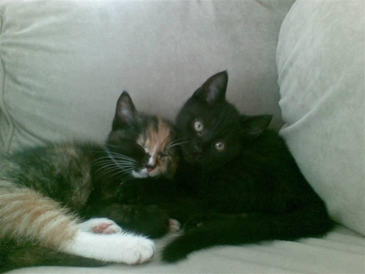 Blanding af racer Gizmo billede 10