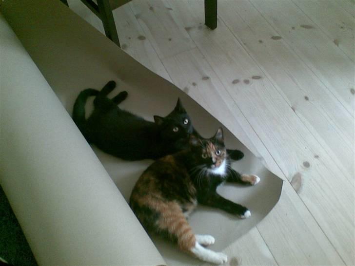 Blanding af racer Gizmo billede 11