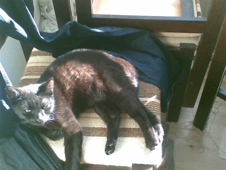 Blanding af racer Gizmo - sort eller brun :O billede 12