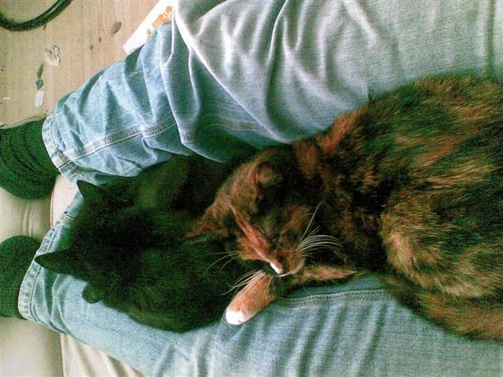 Blanding af racer Gizmo billede 13