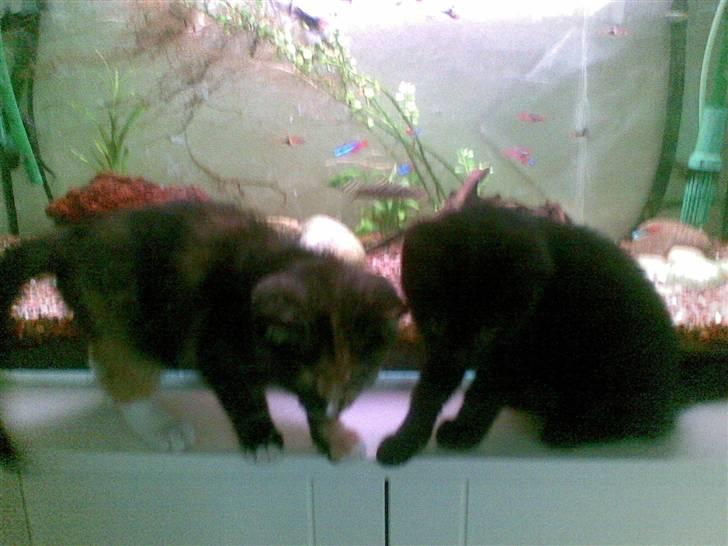 Blanding af racer Gizmo - damn der er langt ned :O billede 14