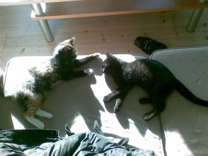 Blanding af racer Gizmo billede 15