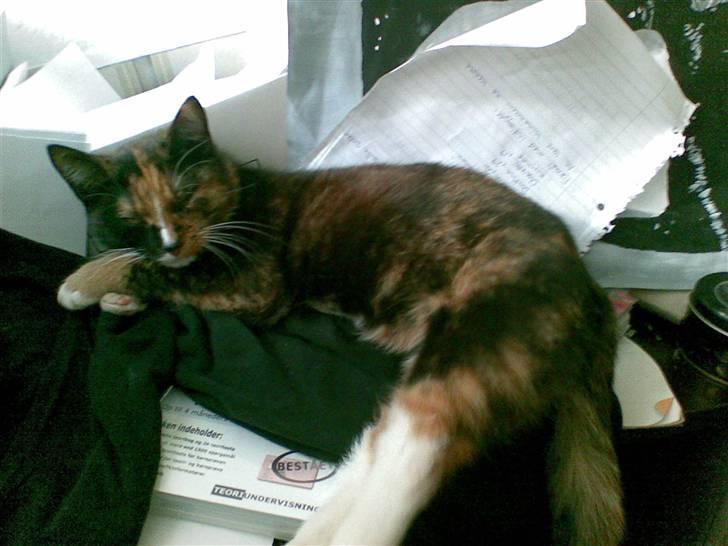 Blanding af racer Jinx billede 14