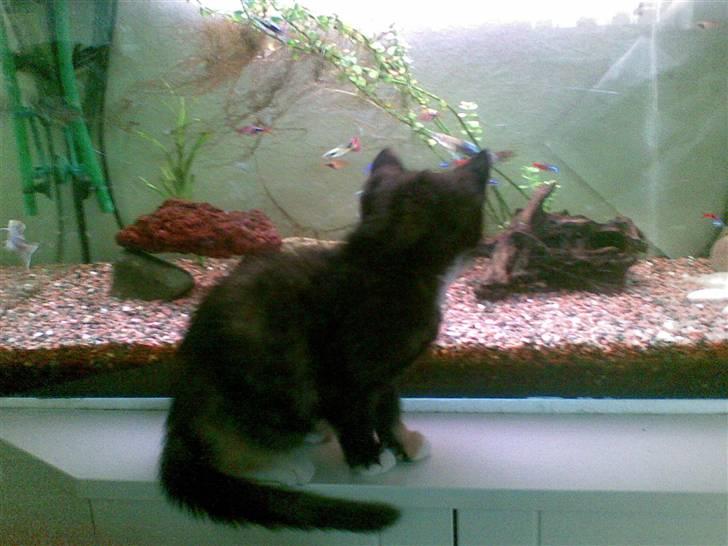 Blanding af racer Jinx billede 15