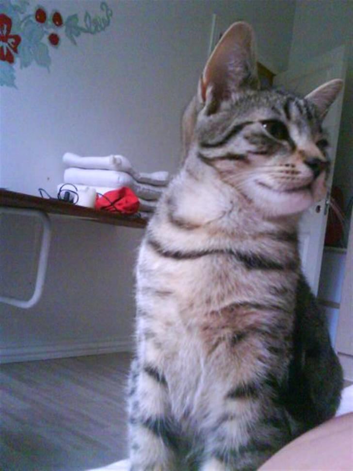 Blanding af racer Hr.Fluffy billede 18