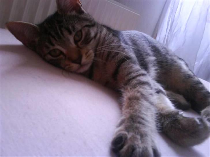 Blanding af racer Hr.Fluffy billede 19