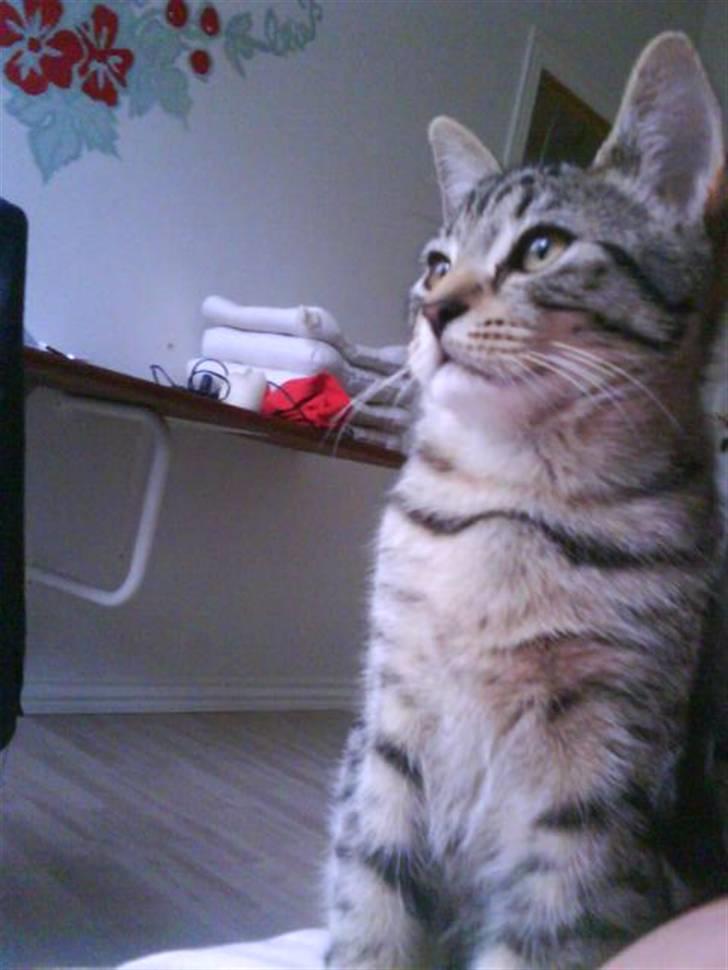 Blanding af racer Hr.Fluffy billede 20