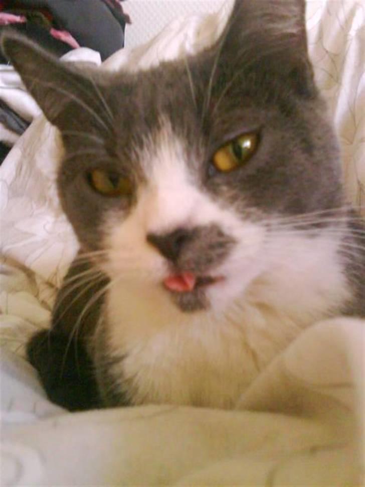 Huskat Knirke billede 17