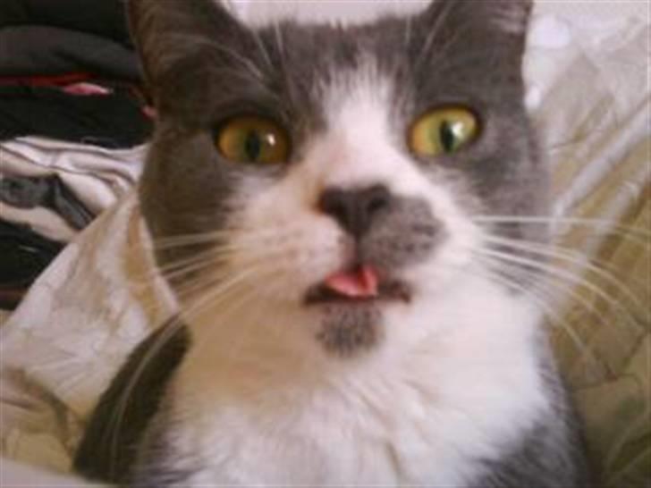 Huskat Knirke billede 18