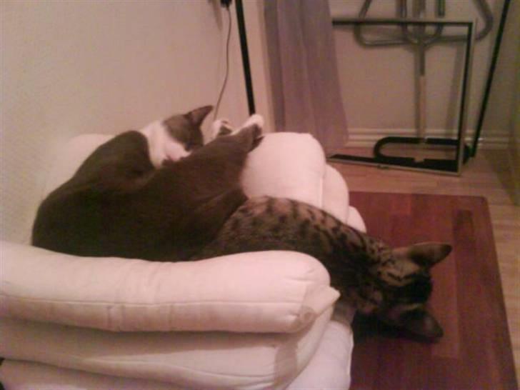 Huskat Knirke billede 19