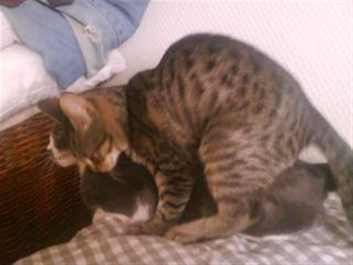 Huskat Knirke billede 20