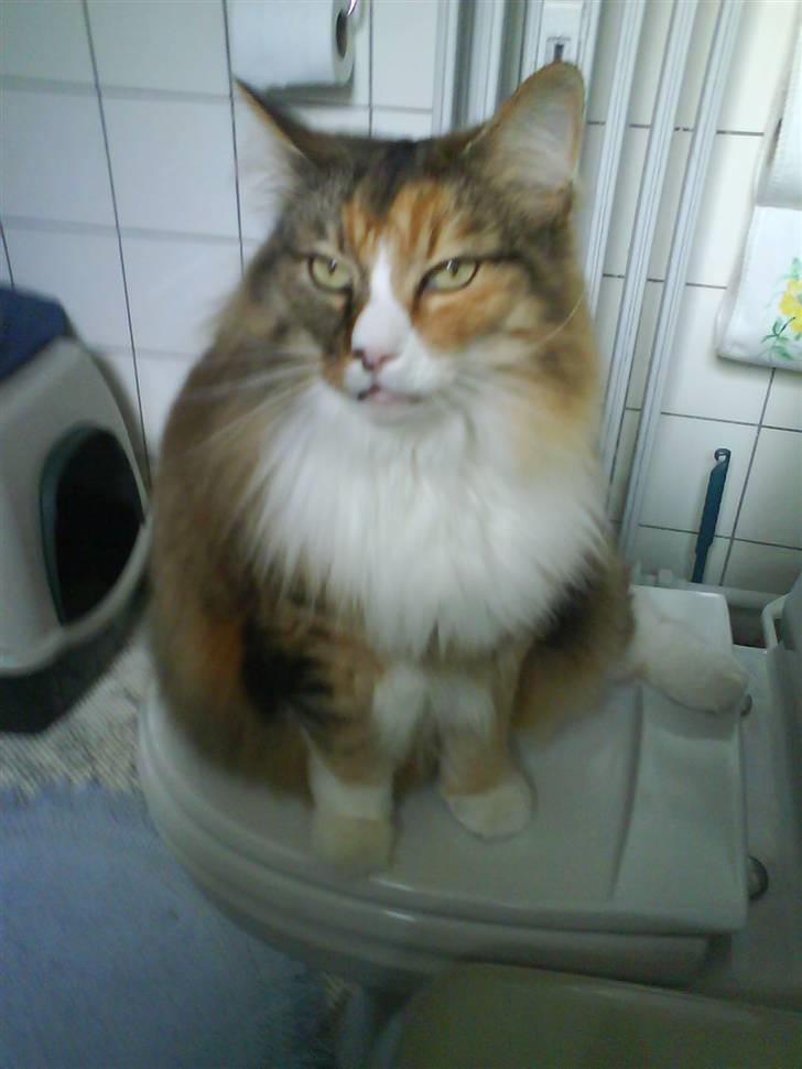 Norsk Skovkat R.I.P Saffi - Her spinder hun med åben mund igen. :D billede 17