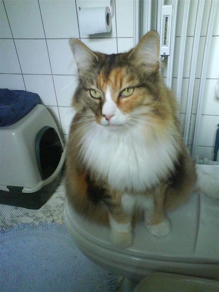 Norsk Skovkat R.I.P Saffi - Holder bare lige Helena med selvskab på toilettet. billede 18