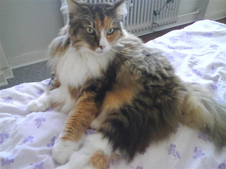 Norsk Skovkat R.I.P Saffi - Hygger lige i sengen. billede 19