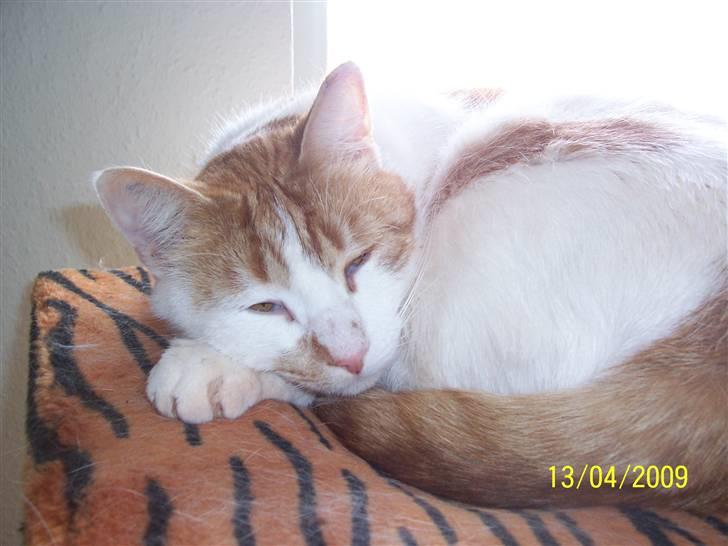 Huskat Pjevs ( pjevsi ) - jeg er lidt træt billede 17