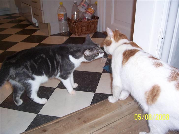 Huskat Pjevs ( pjevsi ) - vi er da gode venner billede 18