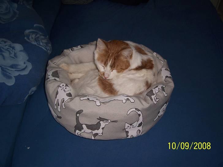 Huskat Pjevs ( pjevsi ) - pjevs i sin nye katte seng billede 19