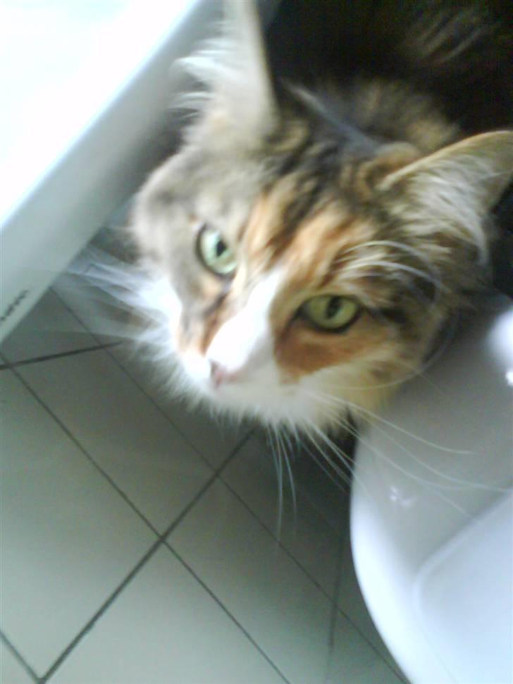 Norsk Skovkat R.I.P Saffi - Lynhurtigt close up på Saffi. :D billede 20