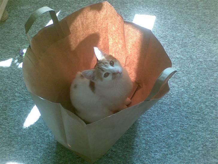 Huskat Pjevs ( pjevsi ) - det kan en pose også bruges til billede 20