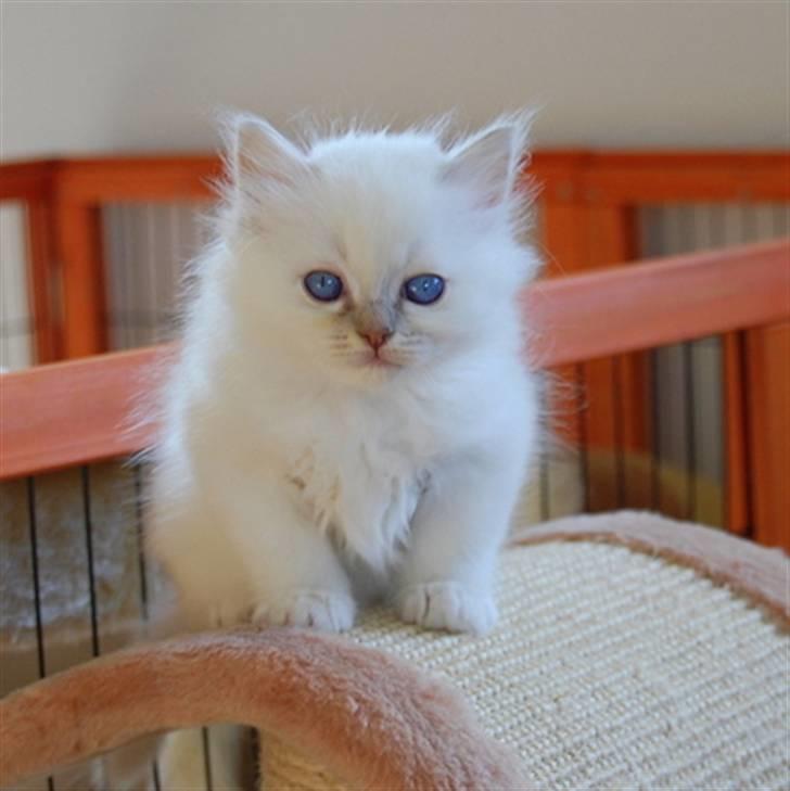 Hellig Birma DeLaCour's Blanchefleur billede 9