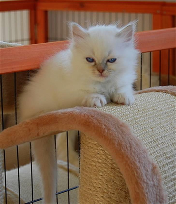 Hellig Birma DeLaCour's Blanchefleur billede 10