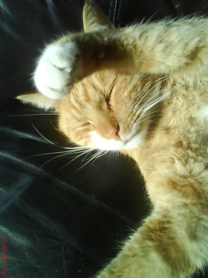 Huskat fister - det er mig og fister  billede 1