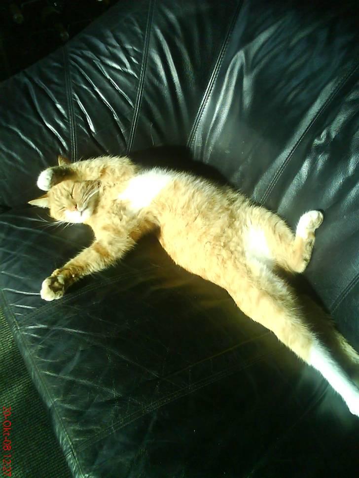 Huskat fister - det er mig og fister han finder sig i alt billede 2