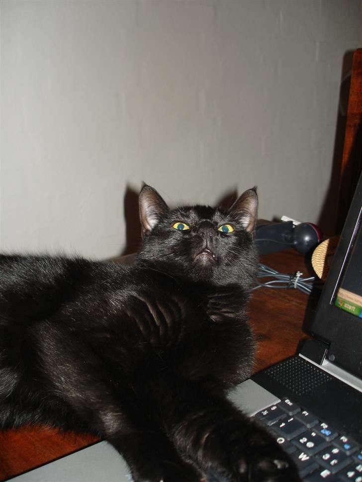 Huskat ^*Minni*^* Perles pige* - Hov mor du har glemt noget i Loftet!! Er det et spindelvæv jeg kan se!! billede 18