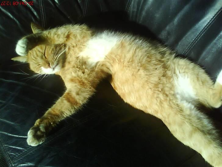 Huskat fister - det er mig og fister han finder sig i alt billede 3