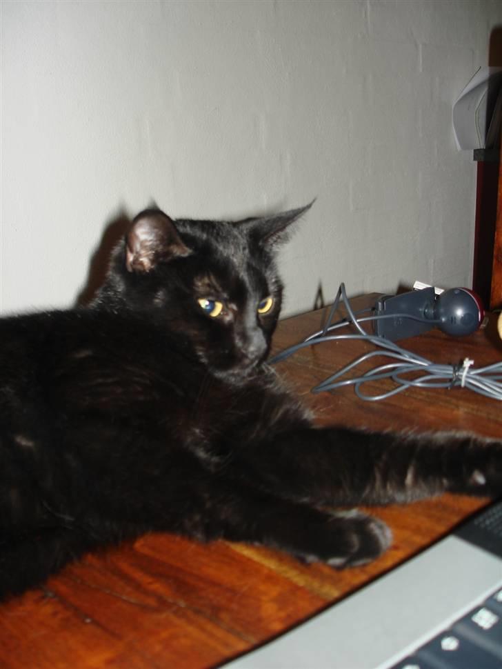 Huskat ^*Minni*^* Perles pige* - Dejligt og slappe af... billede 19