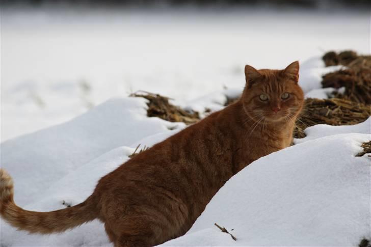 Huskat Laban - Bedømmelser modtages gerne og sendes retur:P - Billedet er taget den 11/2-09 billede 3