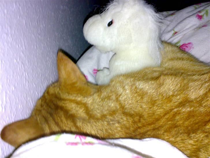 Huskat Laban billede 6