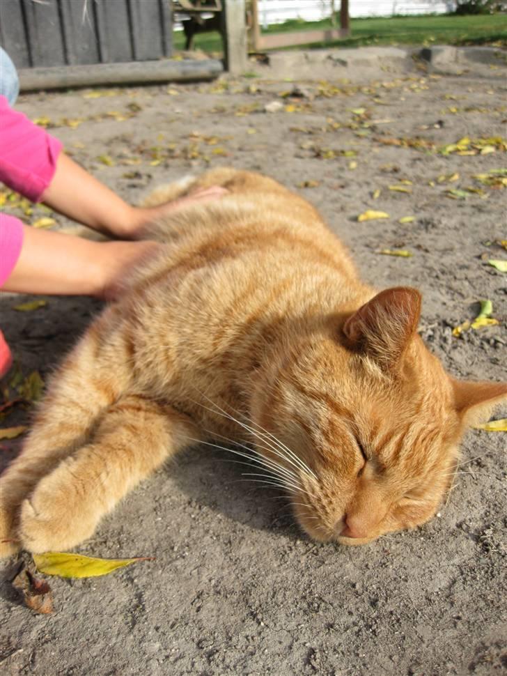 Huskat Laban billede 7