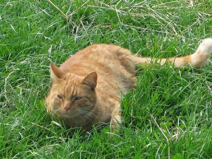 Huskat Laban billede 8