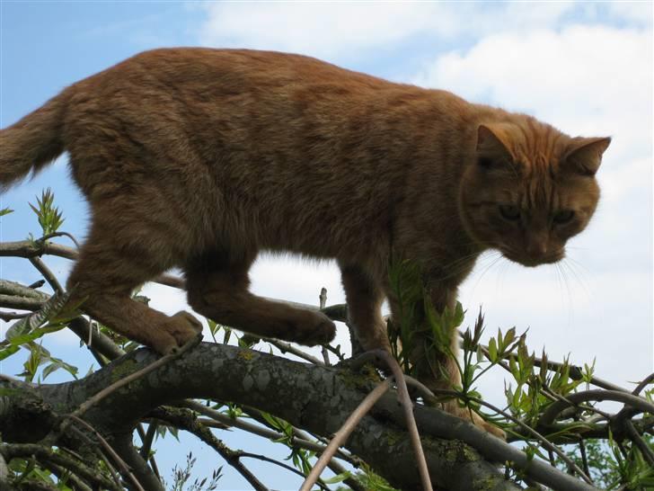 Huskat Laban billede 9