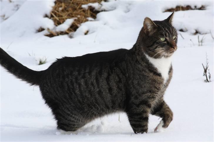 Blanding af racer Mikkel Aflivet - Bedømmelser modtages gerne og sendes retur:P billede 1