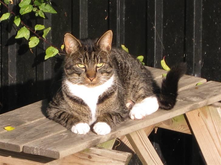 Blanding af racer Mikkel Aflivet billede 2