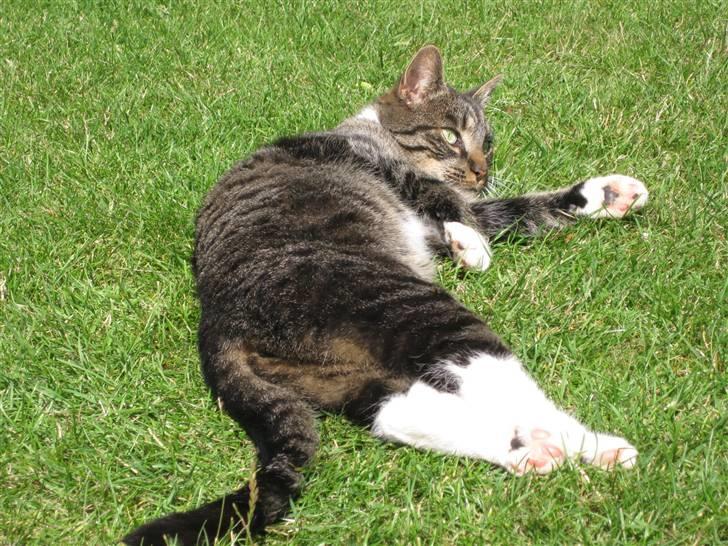 Blanding af racer Mikkel Aflivet billede 3