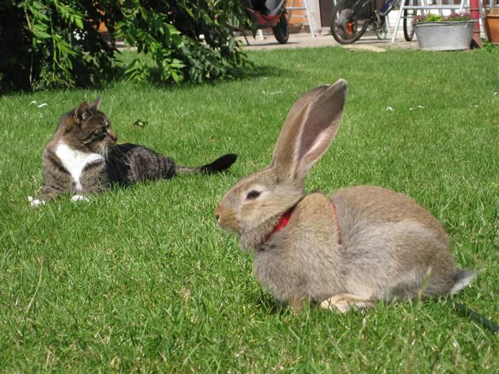 Blanding af racer Mikkel Aflivet billede 4