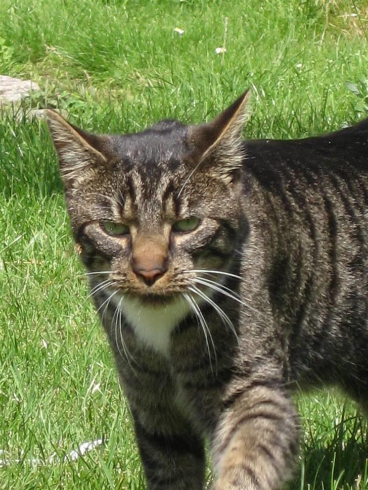 Blanding af racer Mikkel Aflivet billede 5