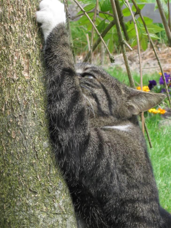 Blanding af racer Mikkel Aflivet billede 6