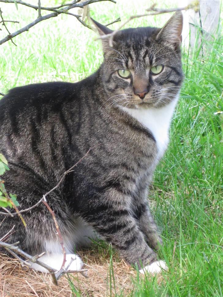 Blanding af racer Mikkel Aflivet billede 7