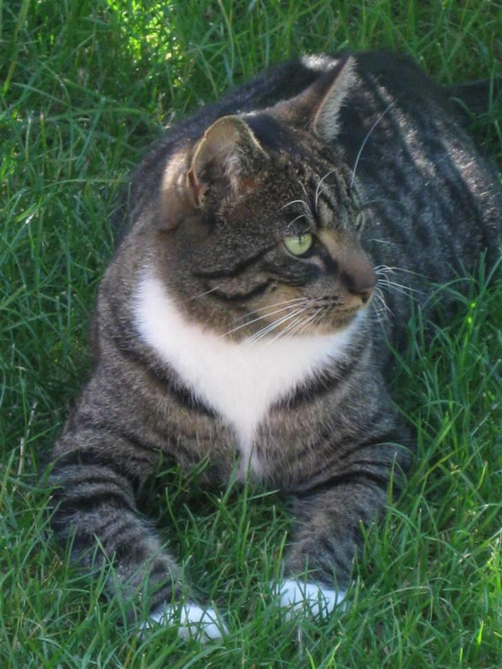 Blanding af racer Mikkel Aflivet billede 8