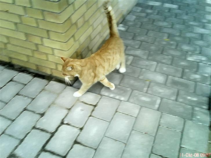 Huskat fister billede 6