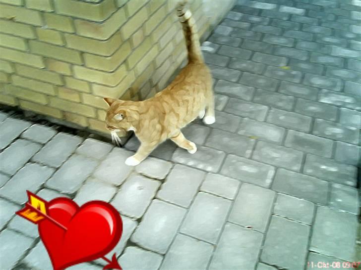 Huskat fister billede 8