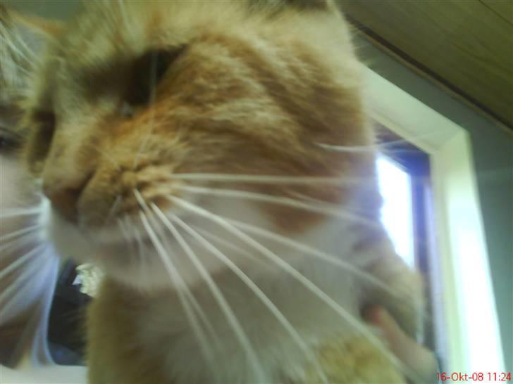 Huskat fister billede 9