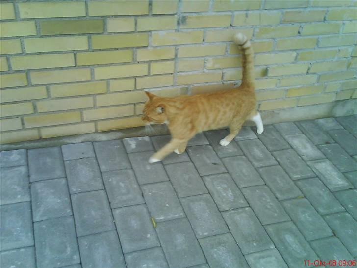 Huskat fister billede 10