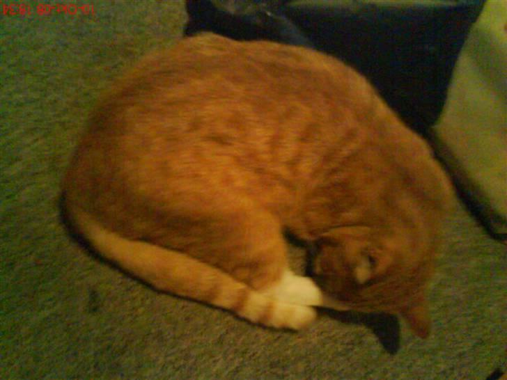 Huskat fister billede 11